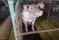 Heo hơi tại một trang trại ở Gia Lâm (Hà Nội).