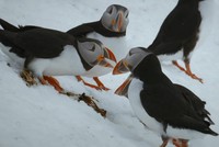 Hải âu đực đánh đuổi 'kẻ thứ ba'