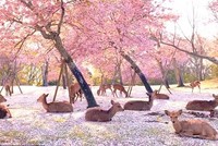 Bình yên khung cảnh đàn hươu tụ tập, nghỉ ngơi giữa rừng hoa anh đào tại Nhật Bản