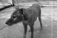 Benjamin, con hổ Tasmania cuối cùng được con người biết đến.