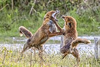 Đôi cáo đỏ há miệng khoe hàm răng sắc nhọn. Ảnh: SWNS.