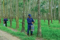 Cao su Thống Nhất (TNC) đặt mục tiêu tăng lãi cao trong năm 2020