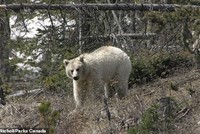 Gấu xám Bắc Mỹ có bộ lông trắng như tuyết cực kỳ quý hiếm xuất hiện ở Canada