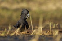 Phát hiện phân loài mới của loại vẹt nổi tiếng nhất nước Úc