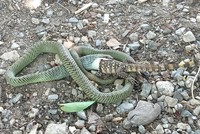 Rắn cườm chật vật nuốt kỳ đà