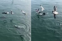 Mòng biển đua nhau tranh cá với hải cẩu