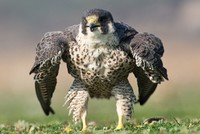 Bức hình chim ưng Peregrine tạo dáng như nhân vật Hulk trong các tác phẩm của Marvel. Ảnh: Caters News. 