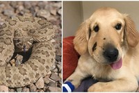 Ảnh: Paula Godwin.