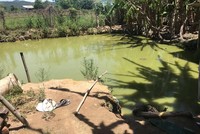 Ao cá nơi xảy ra vụ tai nạn. 