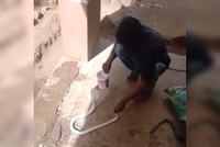 Hổ mang bạch tạng mò vào nhà dân