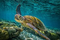 Kỳ vĩ khung cảnh hàng chục nghìn con rùa biển xanh bơi vào bờ làm tổ 