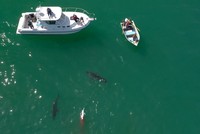 Cá mập trắng xé xác cá heo ngay trước mũi thuyền