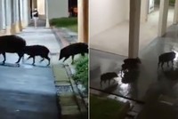 Đàn lợn rừng thản nhiên lục lọi thùng rác khu dân cư trong thành phố