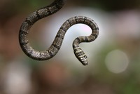 Rắn bay truy đuổi thằn lằn bay