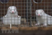 Chồn được nuôi tại trang trại ở tỉnh Hà Bắc, Trung Quốc. (Ảnh: AFP/TTXVN).