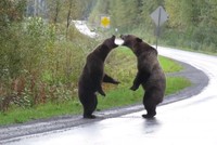 Gấu xám choảng nhau giữa đường cao tốc