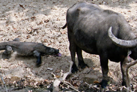 Cách thức độc đáo giúp rồng Komodo hạ gục con mồi to gấp 5 lần