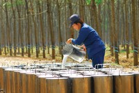 Cao su thiên nhiên: Lợi nhuận phân hóa sau cú sốc đầu ra 