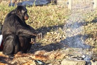 Chú vượn biết nhóm bếp, nấu nướng lành nghề như con người