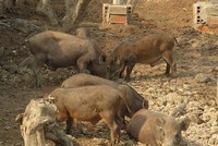 Trang trại nuôi heo rừng tại Đồng Tháp.