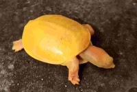 Tìm thấy con rùa có màu vàng óng từ đầu cho đến mai tại Ấn Độ