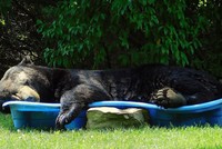 Đột nhập vào nhà người khác, chú gấu khổng lồ “hồn nhiên” làm luôn một giấc ngủ ngon lành