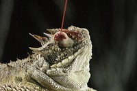 Loài động vật có vũ khí phòng vệ bá đạo: “Phun máu từ mắt“