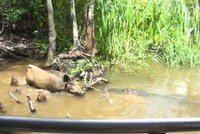 Cái giá của sự tham ăn, lợn rừng đánh đổi bằng chính mạng sống của mình