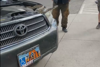 Rắn dài hơn 2 m trốn trong ô tô gây náo loạn cả công viên