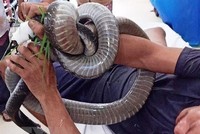 Anh Tâm vẫn giữ trong tay con rắn hổ mang khi được đưa đến cấp cứu tại bệnh viện. (Ảnh: TTXVN phát).