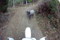 Không được nhường đường, con cừu nổi điên húc anh thanh niên chạy “té khói“