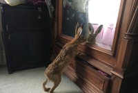 Thỏ thích soi gương...