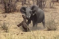 Vô tình xâm phạm lãnh thổ, trâu non hứng chịu cơn thịnh nộ từ con voi "điên"