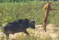 Trâu rừng "tả xung hữu đột", húc tung cả đàn sư tử hung dữ để giải cứu thằn lằn