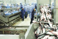 Xuất khẩu cá tra chịu tác động kép