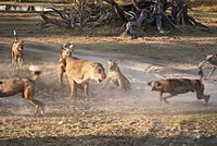 Bảo vệ con nhỏ, sư tử mẹ liều mình chiến đấu với đàn chó hoang hơn chục con