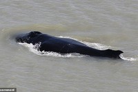 Hy hữu đàn cá voi lưng gù bơi lạc vào dòng sông cá sấu tại Úc