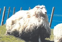 Học thói lười nhác, cừu "Shrek 2" sở hữu bộ lông khổng lồ sau 5 năm bỏ trốn trong rừng