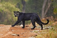 Báo đen cực kỳ quý hiếm tình cờ bị bắt gặp khi đang săn mồi