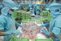 Triển vọng kinh doanh của các doanh nghiệp thủy sản sẽ tích cực hơn về cuối năm nhờ nhu cầu đang phục hồi. Ảnh: Dũng Minh