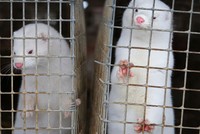 Hơn 8.000 con chồn chết vì nhiễm Covid-19 tại Mỹ