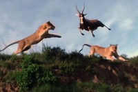 Sư tử kết thúc cuộc đi săn bằng màn "phi thân" tóm gọn con mồi trên không ngoạn mục