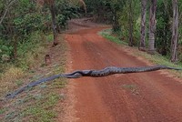 Trăn Nam Mỹ dài hơn 6 m băng qua đường, nhưng bất ngờ nằm ở những người "bạn đồng hành" đi cùng nó