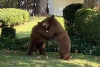 Nghe tin trình báo có đàn gấu xuất hiện nơi dân cư, khi đến nơi cảnh sát mới "ngã ngửa" vì bất ngờ