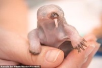 Thú lông nhím mồ côi mẹ ngay sau sinh, gây "bão" trên mạng xã hội vì vẻ ngoài đáng yêu