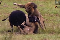 Ảnh cắt từ clip