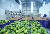 Các doanh nghiệp xuất khẩu rau quả đang tăng tốc dịp cuối năm. Trong ảnh: Nhà máy chế biến nước hoa quả của TH tại Mộc Châu.