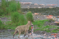 Được mùa kỷ lục về số lượng cá hồi quay về sinh sản, dọc bờ sông "la liệt" xác cá bị ăn thịt
