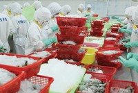 Sản phẩm tôm muốn thâm nhập các hệ thống tiêu thụ cấp cao phải đạt chuẩn nuôi ASC. Ảnh: Dũng Minh.