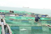 Người nuôi hải sản gia cố lồng bè trước khi bão số 12 vào bờ.